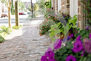 colorful plants and flowers blooming outside along an old cobblestone sidewalk