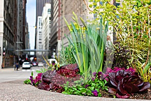 Colorful Plants and Flowers on the Sidewalk on Michigan Avenue in Chicago