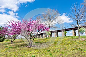 Colorful Plants and Flowers during Spring in front of a Portion of the Hell Gate Railroad Bridge on Randalls and Wards Islands of