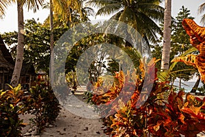 Colorful plants outdoors in Papuan homestay, Pham Island, Papua, Indonesia photo