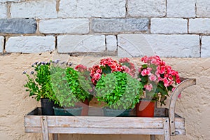 Colorful plants in pots over stone wall background, flower shop, decorative exterior detail