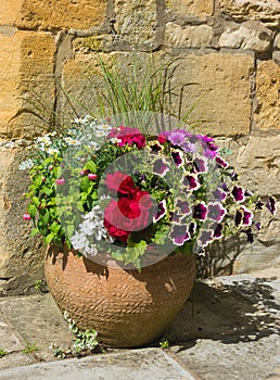 Colorful plants in a terracota pot, including begonia, petunia, fuchsia, impatiens photo