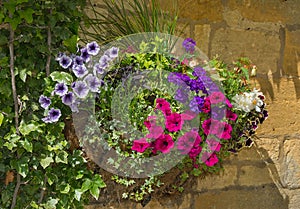 Colorful plants in wall mounted wrought iron basket