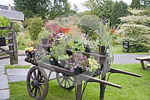 Colorful Plants on a Wheelbarrow