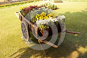 Colorful Plants on a Wheelbarrow.