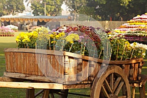 Colorful Plants on a Wheelbarrow.