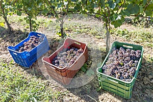 Colored plastic boxes filled with bunches of black grapes, ready to be taken to the winery during the harvest
