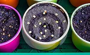 Colorful plastic pots for seedlings.