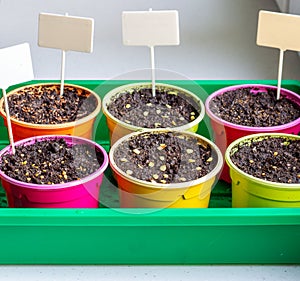Colorful plastic pots for seedlings.
