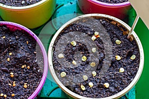 Colorful plastic pots for seedlings. Bright round containers for growing plants filled with earth and seeds.