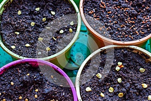 Colorful plastic pots for seedlings. Bright round containers for growing plants filled with earth and seeds.