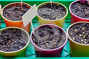 Colorful plastic pots for seedlings.Close-up