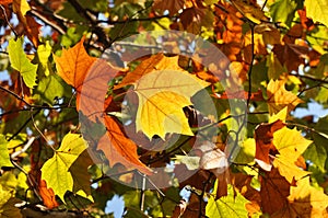 Colorful Platanus Leaves in fall