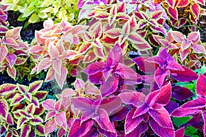 Colorful Plectranthus scutellarioides