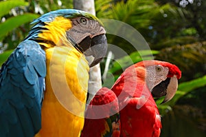 Colorful plumage of a Macaw in the Amazon rainforest