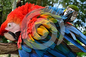 Colorful plumage of a Macaw in the Amazon rainforest