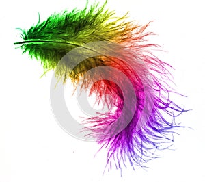 Colorful plume
