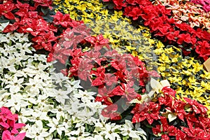 Colorful poinsettia Christmas flower. Pink, white, yellow and red poinsettias. Decorative pattern photo