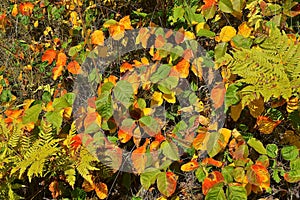 Colorful poison ivy leaves