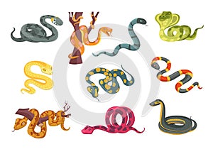 Colorful poisonous snakes. Cartoon suffocating reptiles. Creeping animals. Danger wildlife. Cobra and python. Venomous