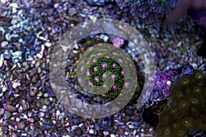 Colorful polyp zoanthus coral