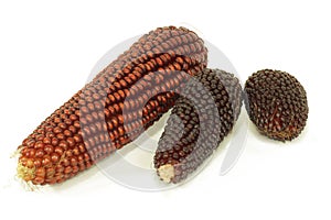 Colorful popcorn cobs