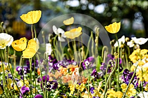 Colorful poppies and other flowers in a public garden