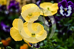 Colorful poppies in a public garden