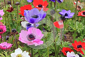 Colorful poppy anemone flower Anemone Coronaria