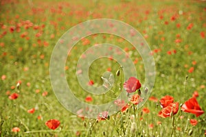 Colorful poppy field, brilliant landscape