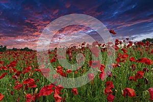 Colorful poppy field at the sunset