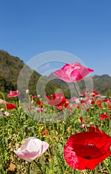 Colorful poppy on green field mountain background