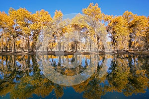 Colorful Populus Water Reflection in autumn by River Tarim
