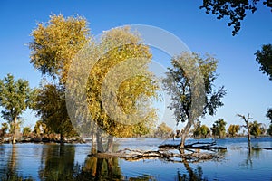 Colorful Populus Water Reflection in autumn by River Tarim