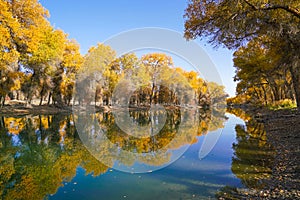 Colorful Populus Water Reflection in autumn by River Tarim