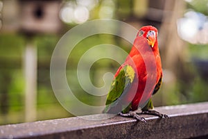 Colorful portrait of Amazon macaw parrot against jungle. Side view of wild parrot on green background. Wildlife and