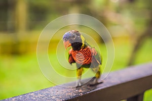 Colorful portrait of Amazon macaw parrot against jungle. Side view of wild parrot on green background. Wildlife and