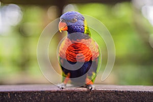 Colorful portrait of Amazon macaw parrot against jungle. Side view of wild parrot on green background. Wildlife and