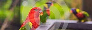 Colorful portrait of Amazon macaw parrot against jungle. Side view of wild parrot on green background. Wildlife and
