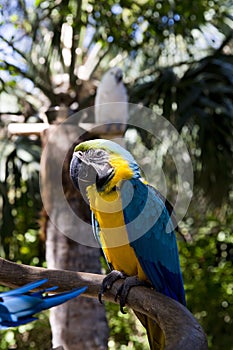 Funny tropical Parrots, Carribean