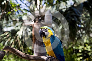 Funny tropical Parrots, Carribean