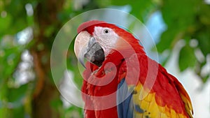Colorful portrait of Amazon red macaw parrot against jungle. Motion closeup of wild ara parrot head on green background