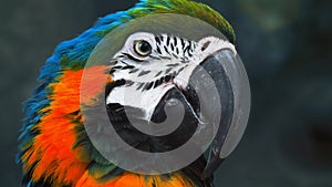 Colorful portrait of Amazon red macaw parrot against jungle. Side view of wild ara parrot head on green background. Wildlife and