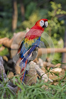 Colorful portrait of Amazon red macaw parrot against jungle. Side view of wild parrot head on green background. Wildlife and rainf