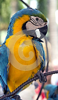 A colorful portrait of a blue and gold macaw parrot