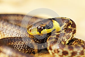 Colorful portrait of juvenile aesculapian snake