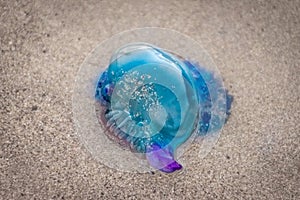 Colorful Portuguese man-o-war jellyfish on the sand beach of Famara in Lanzarote. Atlantic Ocean fauna.  Canary Islands, Spain