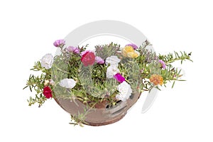 Colorful Portulaca flowers bloom in pot isolated on white background.