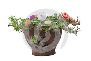 Colorful Portulaca flowers in brown pot isolated on white background.