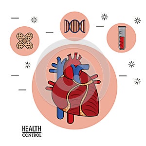 Colorful Poster in white background with human heart system in closeup and silhouette icons of health control on top